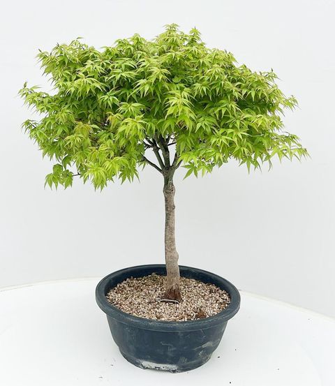 Acer palmatum 'Kiyohime'