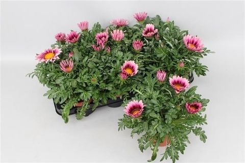 Gazania 'Kiss Rose'