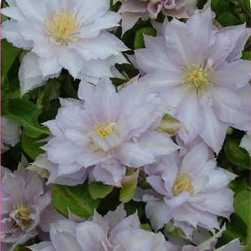 Clematis DANCING KING (EL)