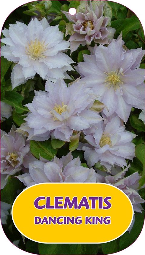 Clematis DANCING KING (EL)
