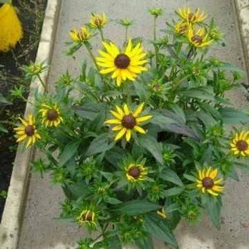 Rudbeckia fulgida 'Little Goldstar'