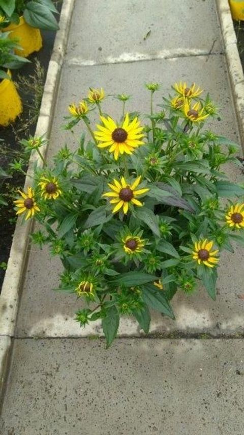 Rudbeckia fulgida 'Little Goldstar'