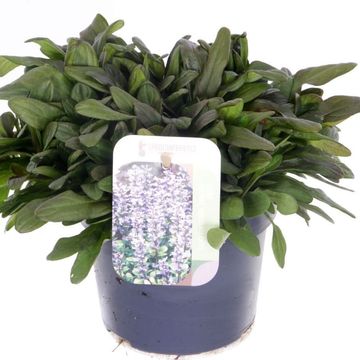 Ajuga tenorei 'Valfredda'