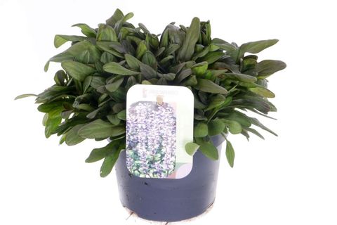Ajuga tenorei 'Valfredda'