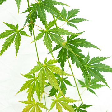 Acer palmatum CASCADE EMERALD