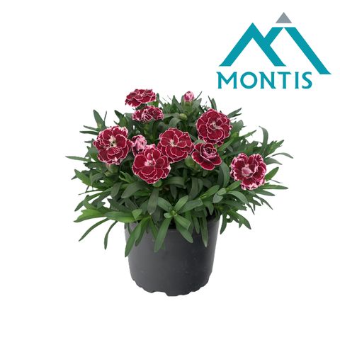 Диантус OSCAR WHITE AND RED