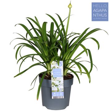 Agapanthus EVERPANTHUS EVER WHITE