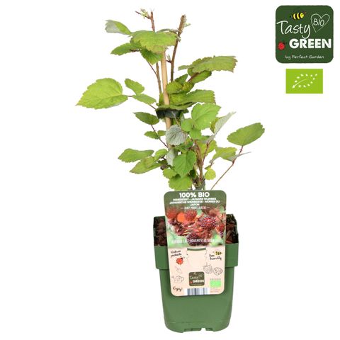 Rubus phoenicolasius