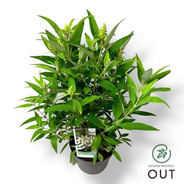 Buddleja davidii BUTTERFLY CANDY LITTLE WHITE