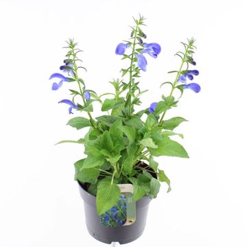 Salvia patens 'Patio Dark Blue'