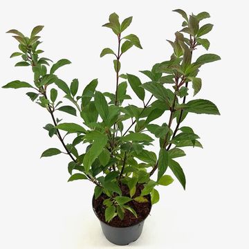 Viburnum x bodnantense 'Dawn'