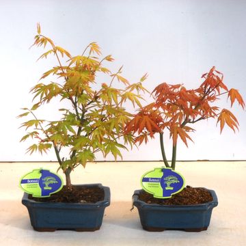 Acer palmatum 'Orange Dream'