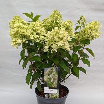Hydrangea paniculata SWEET SUMMER