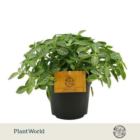 Fittonia verschaffeltii 'Mont Blanc'