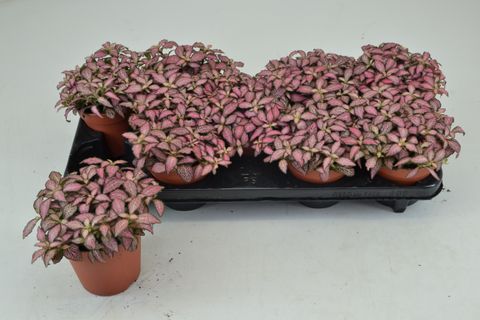 Fittonia MOSAIC ZALM FOREST FLAME