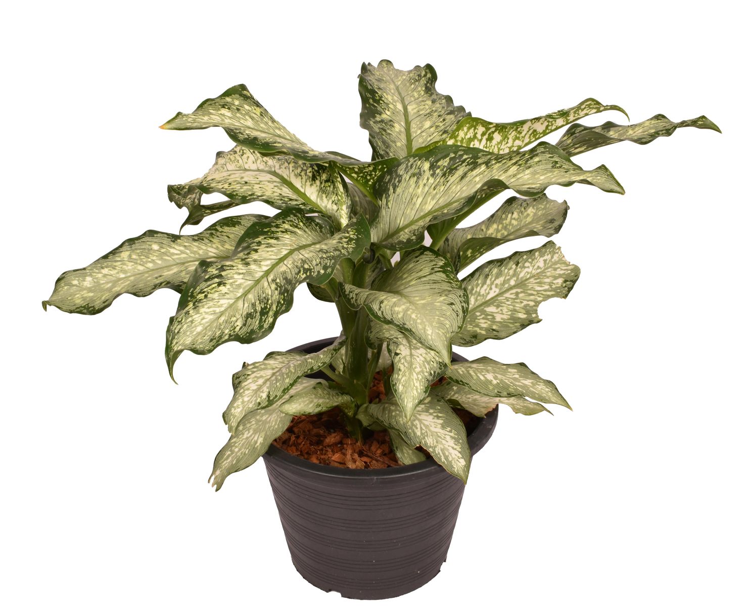 indoor plant growing kits Shop Elfsys Grow Kit