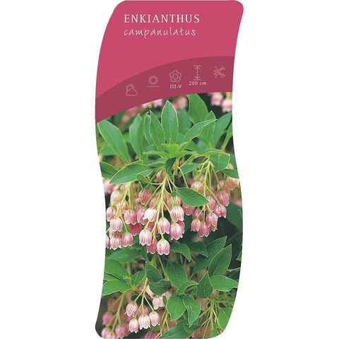 Enkianthus campanulatus