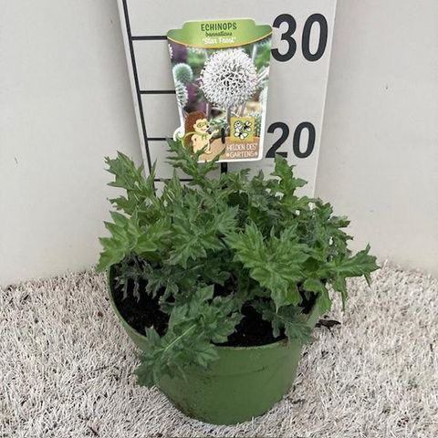 Echinops bannaticus 'Star Frost'