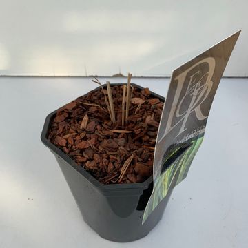 Panicum virgatum 'Northwind'