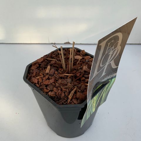 Panicum virgatum 'Northwind'