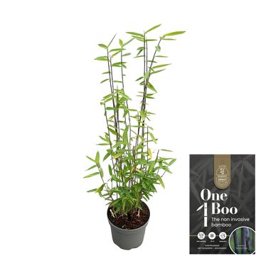 Fargesia 'Black Dragon'