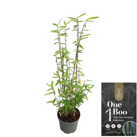 Fargesia 'Black Dragon'