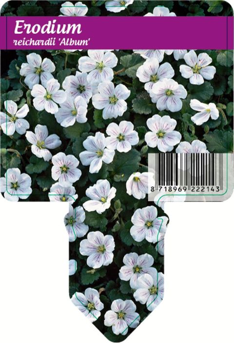 Erodium reichardii 'Album'