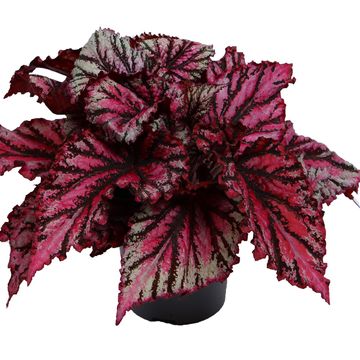 Begonia MAGIC COLOURS LAMBADA
