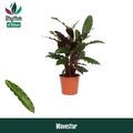 Calathea rufibarba 'Wavestar'