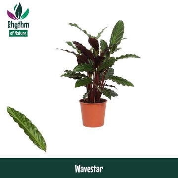 Calathea rufibarba 'Wavestar'