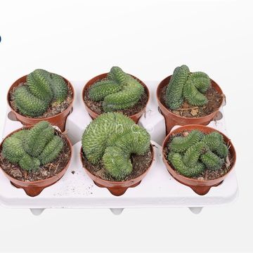 Mammillaria spinosissima 'Un Pico Cristata'