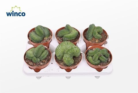 Mammillaria spinosissima 'Un Pico Cristata'
