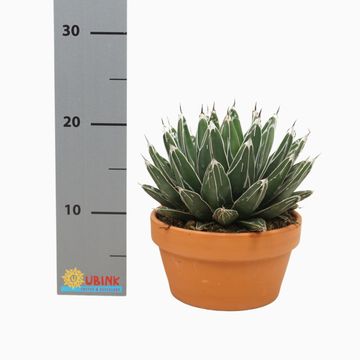 Agave victoriae-reginae