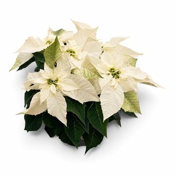 Euphorbia pulcherrima POLAR BEAR