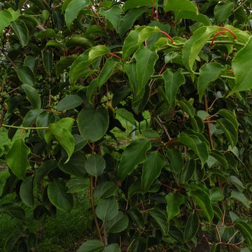 Actinidia arguta 'Weiki'