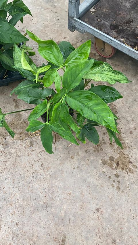 Syngonium angustatum