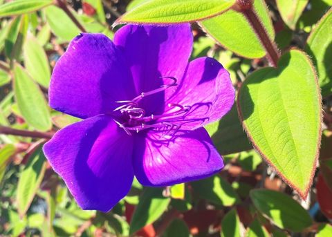 Tibouchina semidecandra