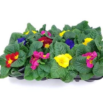 Primula vulgaris MIX