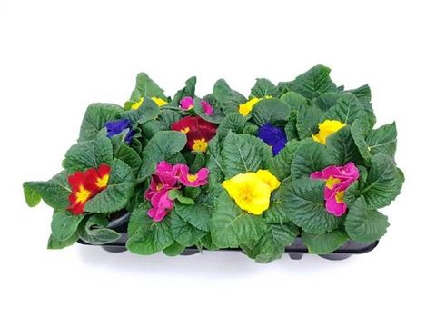 Primula vulgaris MIX