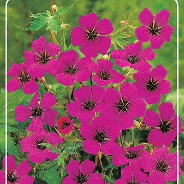 Geranium 'Red Admiral'