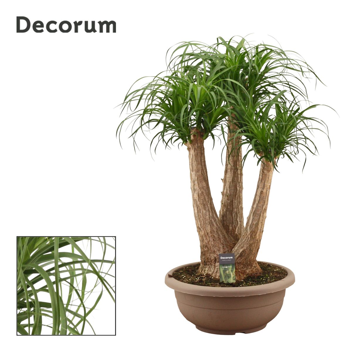 Beaucarnea recurvata — Plant Wholesale FlorAccess