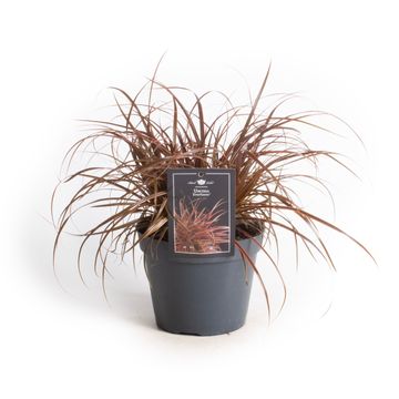 Uncinia uncinata EVERFLAME