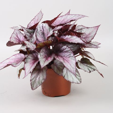Begonia BELEAF MAORI HAZE — Plant Wholesale FlorAccess