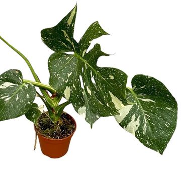 Monstera 'Thai Constellation'