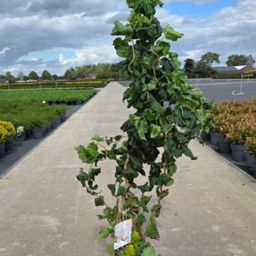 Corylus avellana MEDUSA
