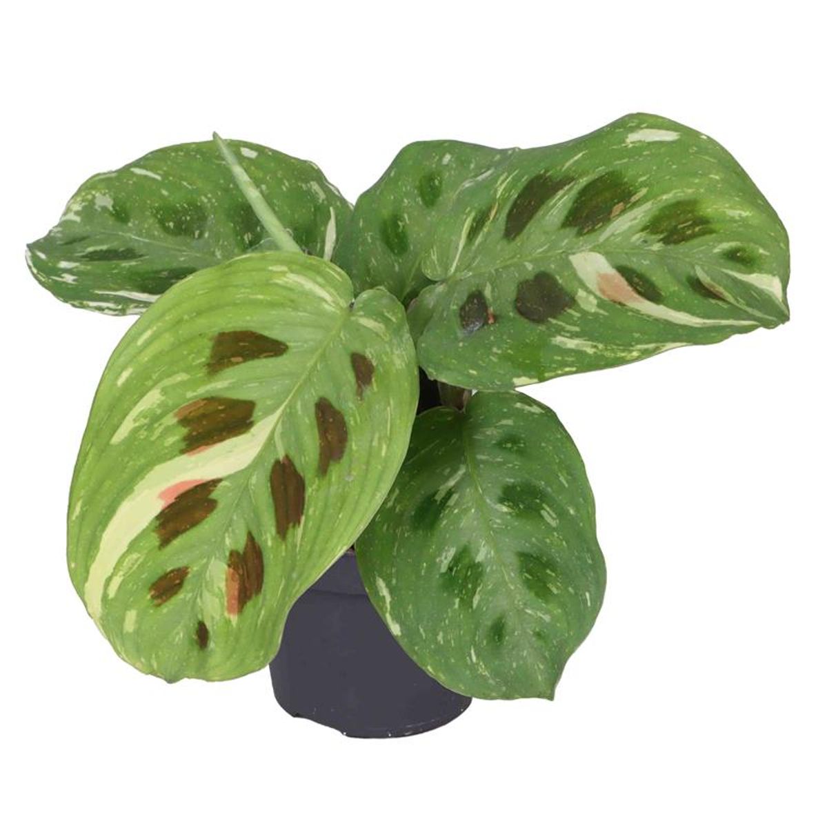 balkonblumenerde für zimmerpflanzen Erde für Zimmerpflanzen main image 1