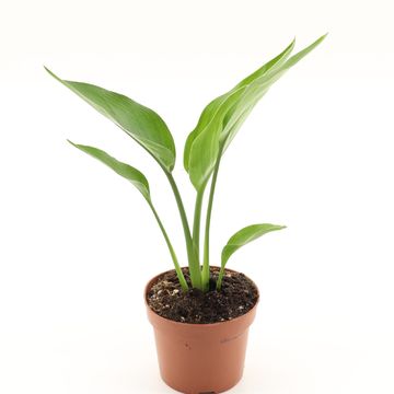 Strelitzia reginae