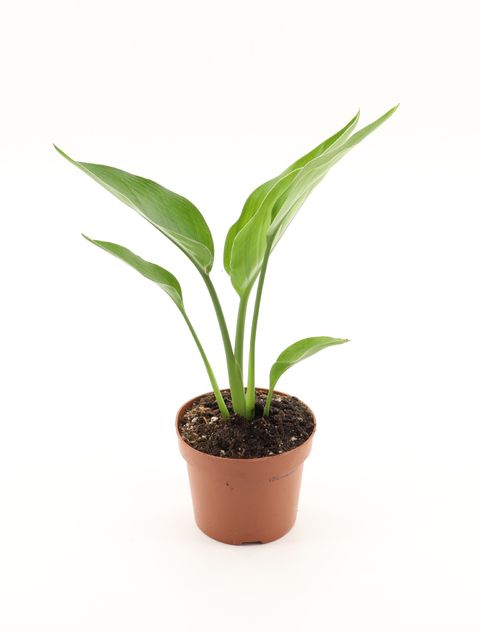 Strelitzia reginae