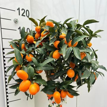 Citrus margarita 'Nagami'
