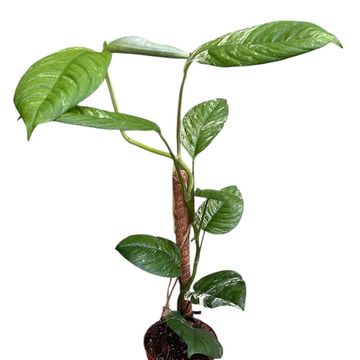 Rhaphidophora puberula 'Variegata'